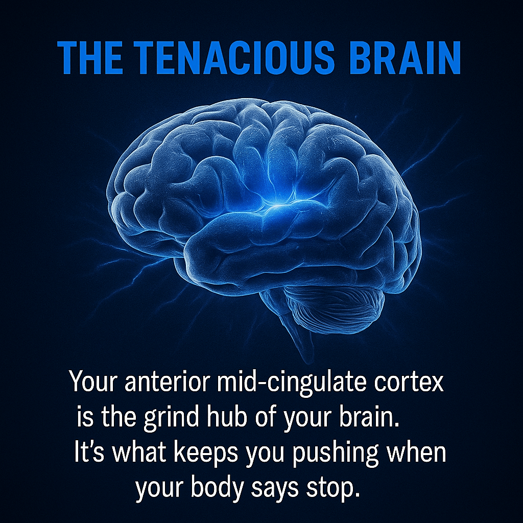 The Tenacious Brain: How Your Anterior Mid-Cingulate Cortex Fuels Persistence